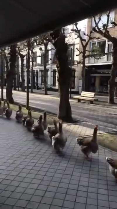 Goose step Drone parade