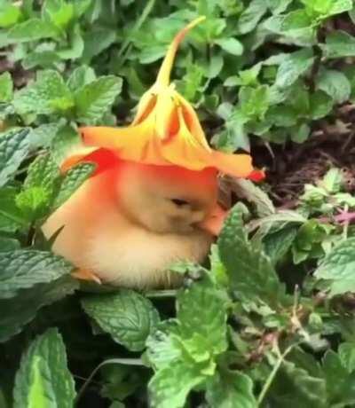 Lil ducky gets a new hat
