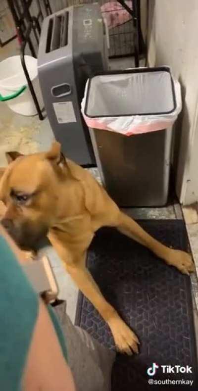 My Dad’s Favorite Tiktoks: part 4