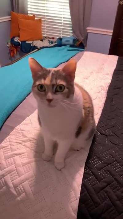 Avery will always yell at me until I sit down on the bed