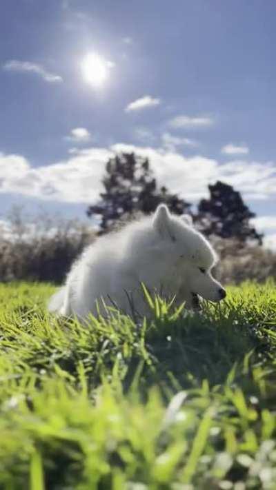 Just a baby cow eating grass. Don’t mind me