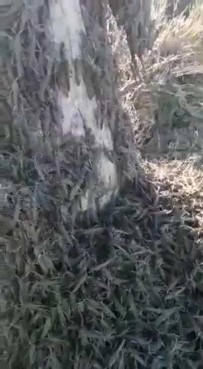 Казни Египетские