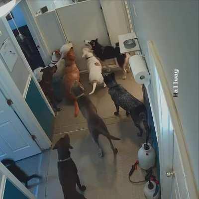 Cali escaping daycare! Who let the dogs out?