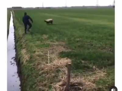 sheep just wants to chill in the ditch