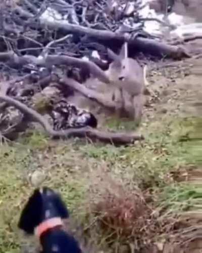 When they try to invade your jungle