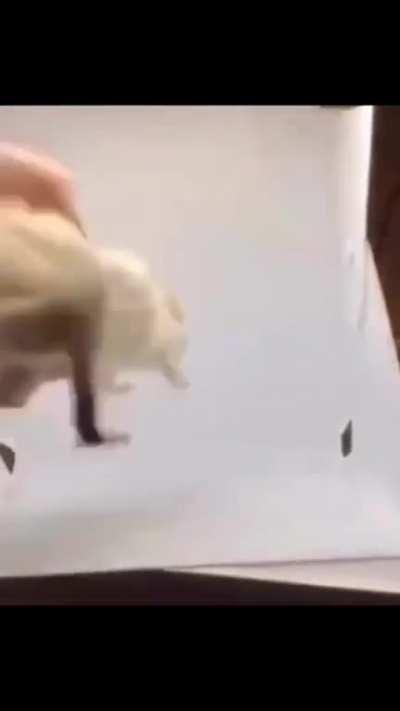 Taxidermy? Nah I have a better idea