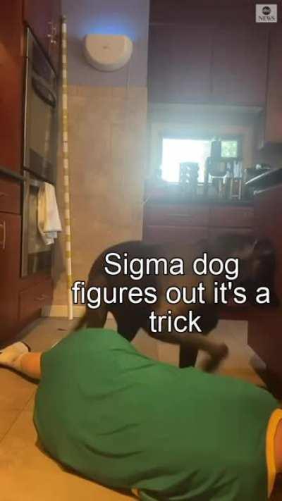 Sigma Doggo
