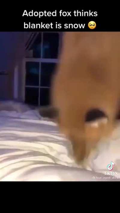 That’s why I love TikTok