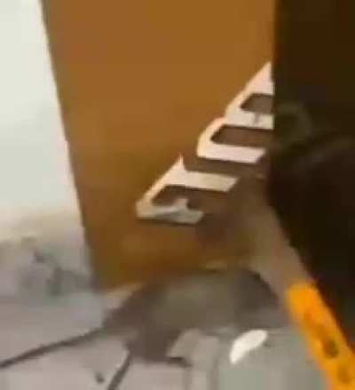 Mãe:me ajuda aqui tem um rato! eu:ok sou corajoso segundos depois