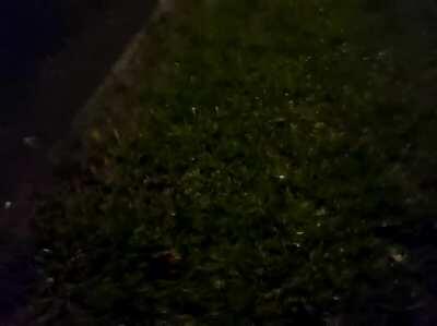 Saw a frog, and after almost stepping on it I got it off of the path and decided to take a photo... phone camera was on the wrong setting and made a boomerang and automatically added shitty club music over it... an accidental masterpiece: