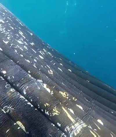 🔥 Close encounter with Whale