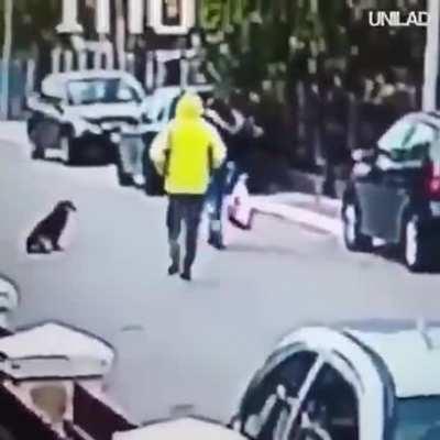 Superdog: A man tried to steal a woman and the dog bit him.