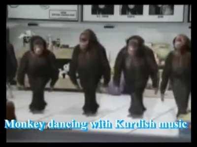 K*rdish weddings be like 🐒🐒🎉🐐😂😂🤣🤣