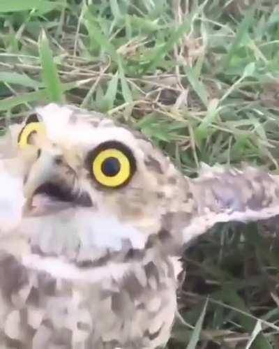 Muca depois de dar aquela 👃👃⚡⚡