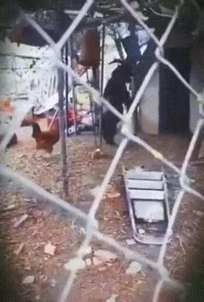 Chicken following a goat on its hind legs in to a shack