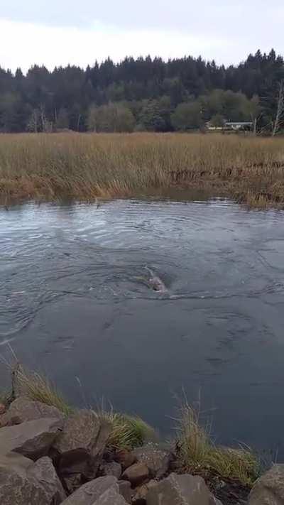 Throwing a log into a whirlpool