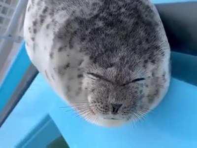 Someone tell me the species of this friend!