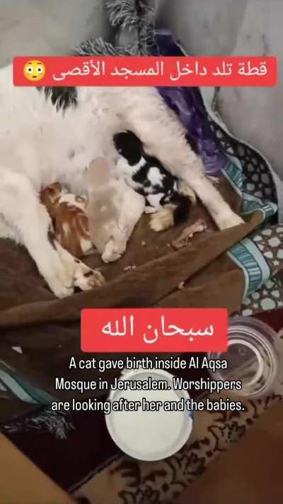 Cat gives birth in Masjid Al Aqsa, Jerusalem, Palestine.