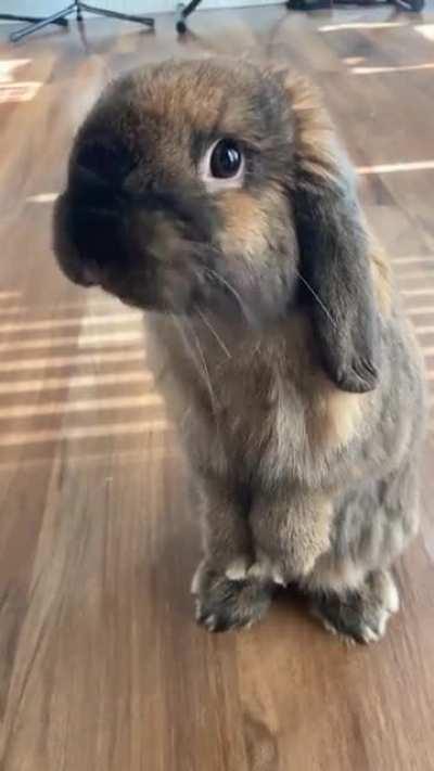 Anyone else have a rabbit that does this weird thing with their tongue after eating?