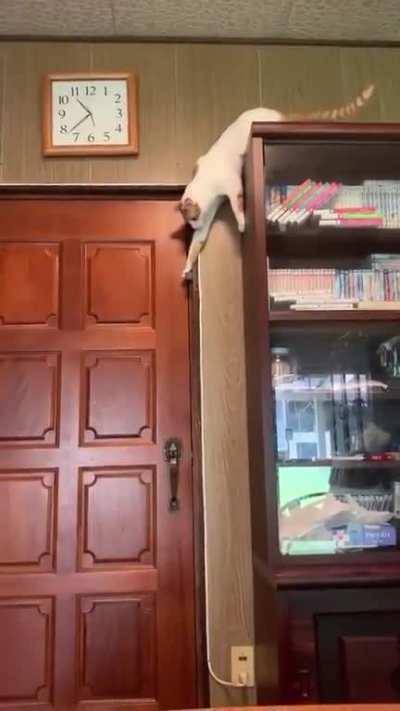 The cat has a very clear logic. I'm shocked