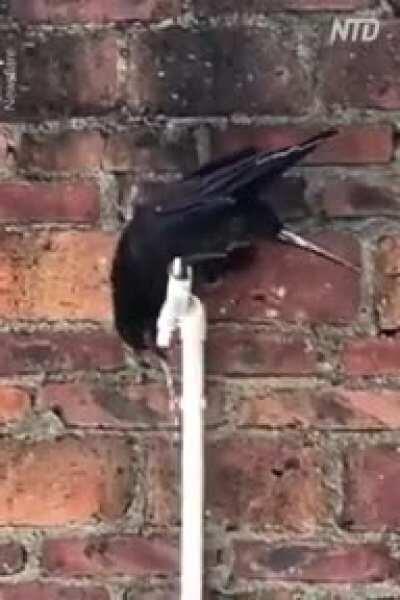 Crows:-This is why they are called the smartest birds