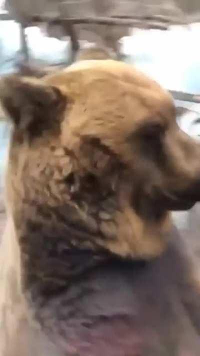 Uğur abim lethal maçı için otobüsü kaçırdığında ( ilk defa ayı memeini paylastım ilk ve sondu abi ❤️)