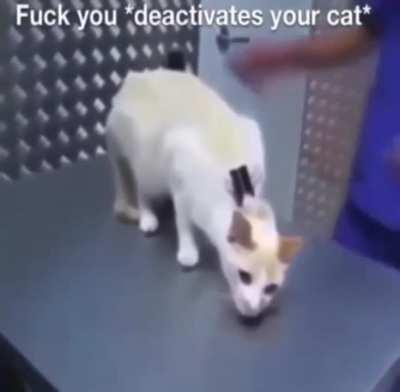 “Neuter your cat”