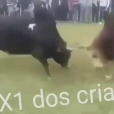 X1 brabo,nobru apelão 😎😎😎.