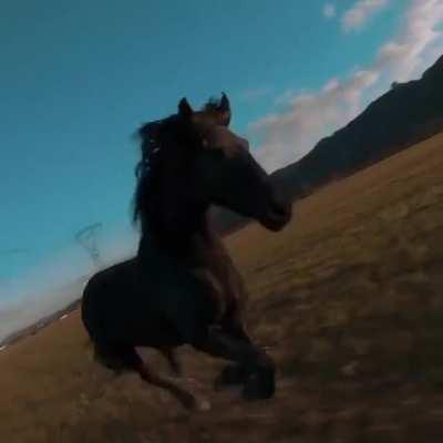 This pilot got TRASHED by a freaking HORSE