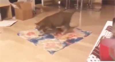 Cleans up like a cat 😸