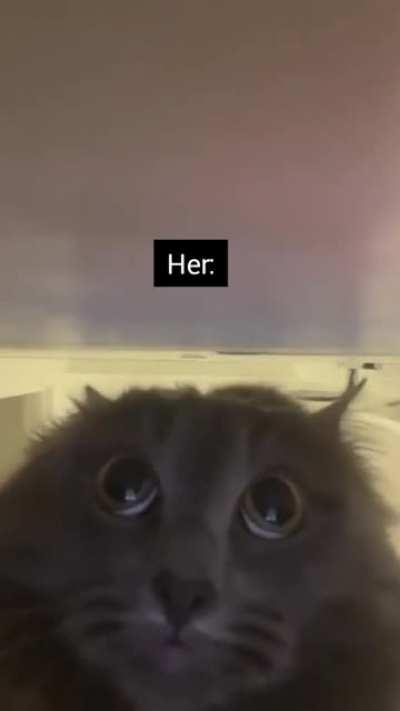 I believe in Tabaxi supremacy