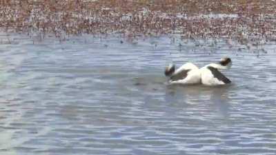 Hooded Grebe Courtship Dance!🕺💃