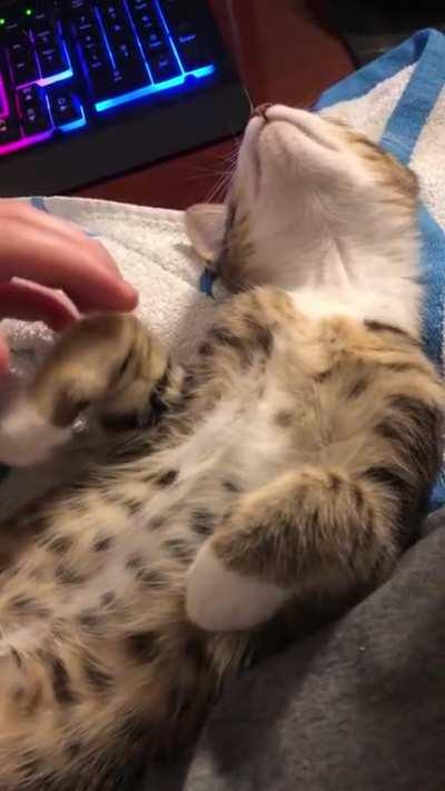 Jojo lets out a tiny squeak after getting his belly rubbed.
