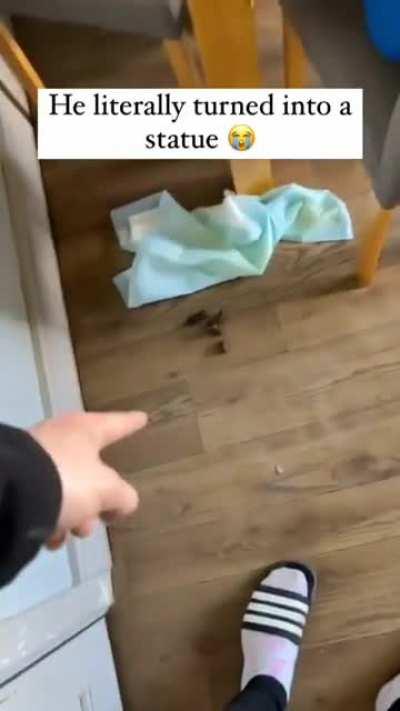 Dogs are one of the best creation of God