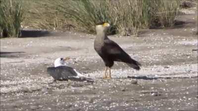 Kelp Gull that got its eyes gouged out by a Caracara