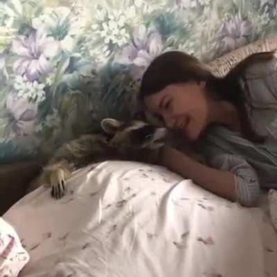 Raccoon lets human know he wants more scritches