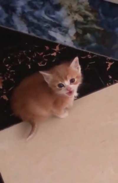 Smol cat