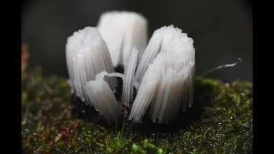 Stemonitis slime mould time-laps, these aren't actually mould or plants... they are amoebas, Giant single celled organism.
