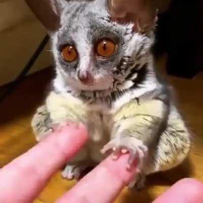 This Mouse lemur is way too cute for me.