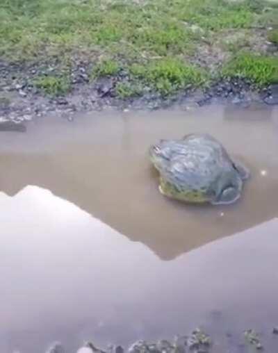 Confronting a bullfrog