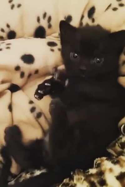 Tiny little kitten claws