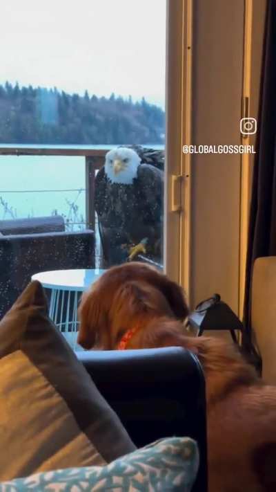 Bald Eagle looking at its new friend or next meal?