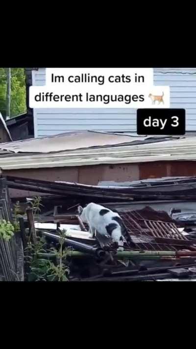 German always works😀