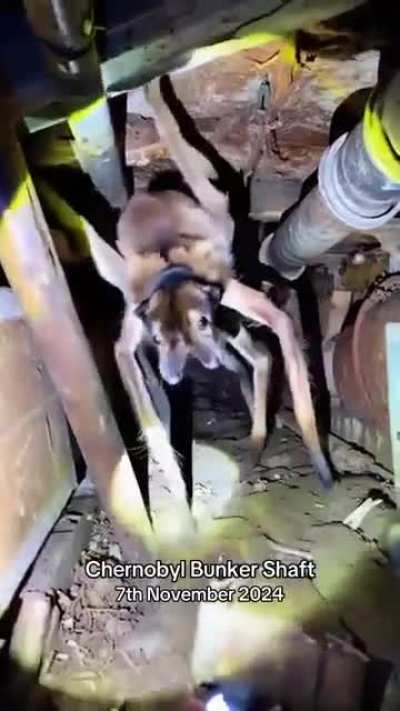 AI Chernobyl Spider Dog
