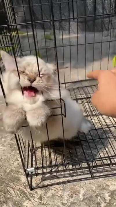 Wunkus deserves freedom 