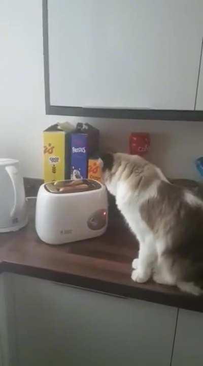 Cat vs. Toaster