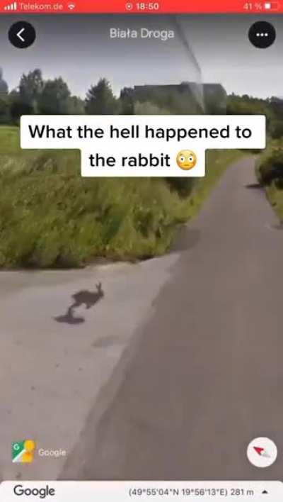 Wtf with the rabbit