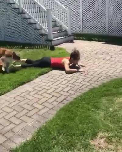 Hit dog hits like a truck