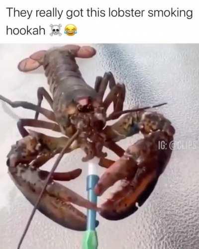 Mi camarada Geremias le robó el vape a Alexby