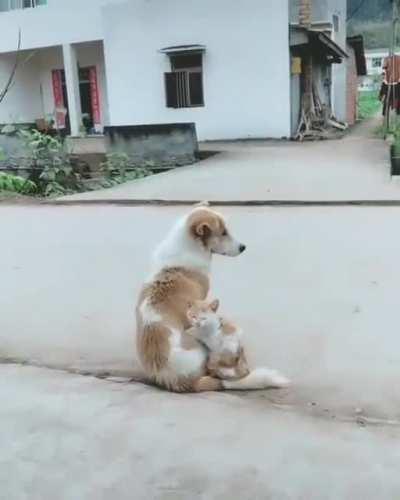 White and ginger friends